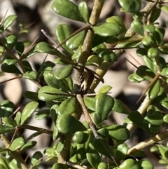 Bursaria spinosa at Queanbeyan East, NSW - 20 Aug 2022 02:56 PM