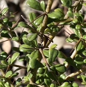 Bursaria spinosa at Queanbeyan East, NSW - 20 Aug 2022 02:56 PM