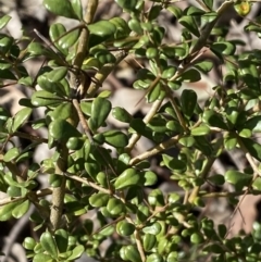 Bursaria spinosa at Queanbeyan East, NSW - 20 Aug 2022 02:56 PM