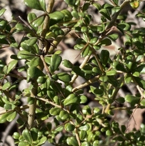 Bursaria spinosa at Queanbeyan East, NSW - 20 Aug 2022 02:56 PM