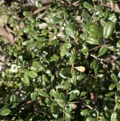 Bursaria spinosa at Queanbeyan East, NSW - 20 Aug 2022 02:56 PM