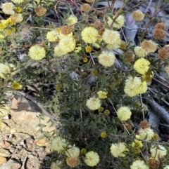 Acacia gunnii (Ploughshare Wattle) at Queanbeyan East, NSW - 20 Aug 2022 by Steve_Bok