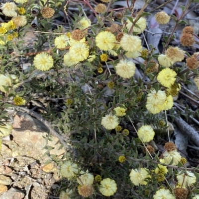 Acacia gunnii (Ploughshare Wattle) at Queanbeyan East, NSW - 20 Aug 2022 by Steve_Bok