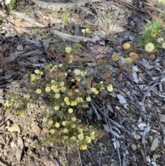 Acacia gunnii at Queanbeyan East, NSW - 20 Aug 2022 02:54 PM