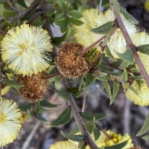 Acacia gunnii at Queanbeyan East, NSW - 20 Aug 2022 02:54 PM