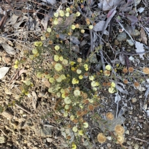 Acacia gunnii at Queanbeyan East, NSW - 20 Aug 2022 02:54 PM