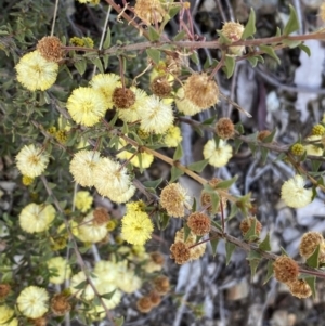 Acacia gunnii at Queanbeyan East, NSW - 20 Aug 2022 02:54 PM