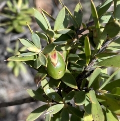 Styphelia triflora (Five-corners) at Queanbeyan East, NSW - 20 Aug 2022 by SteveBorkowskis