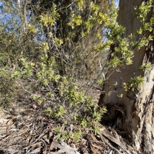 Styphelia triflora at Queanbeyan East, NSW - 20 Aug 2022