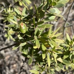 Styphelia triflora at Queanbeyan East, NSW - 20 Aug 2022