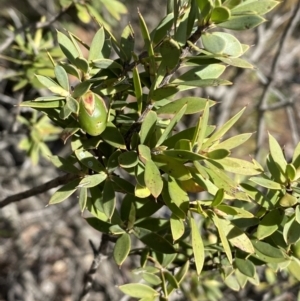 Styphelia triflora at Queanbeyan East, NSW - 20 Aug 2022