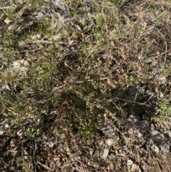 Styphelia fletcheri subsp. brevisepala at Queanbeyan East, NSW - 20 Aug 2022