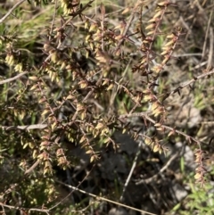 Styphelia fletcheri subsp. brevisepala at Queanbeyan East, NSW - 20 Aug 2022