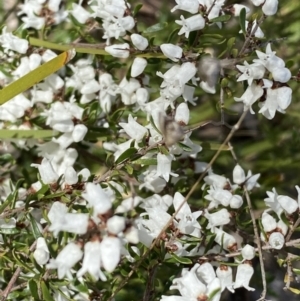 Cryptandra amara at Queanbeyan East, NSW - 20 Aug 2022