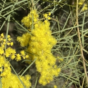 Acacia boormanii at Queanbeyan East, NSW - 20 Aug 2022 02:46 PM