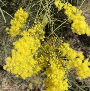 Acacia boormanii at Queanbeyan East, NSW - 20 Aug 2022 02:46 PM