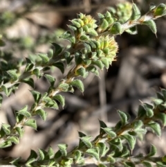 Pultenaea procumbens (Bush Pea) at Queanbeyan East, NSW - 20 Aug 2022 by SteveBorkowskis