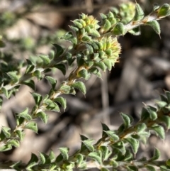 Pultenaea procumbens (Bush Pea) at Queanbeyan East, NSW - 20 Aug 2022 by Steve_Bok