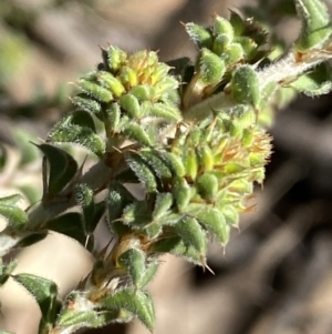 Pultenaea procumbens at Queanbeyan East, NSW - 20 Aug 2022 02:39 PM