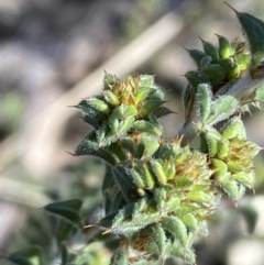 Pultenaea procumbens at Queanbeyan East, NSW - 20 Aug 2022 02:39 PM