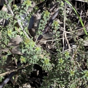 Pultenaea procumbens at Queanbeyan East, NSW - 20 Aug 2022