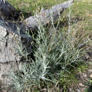 Senecio quadridentatus at Queanbeyan East, NSW - 20 Aug 2022