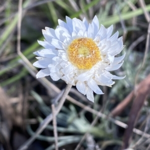 Leucochrysum albicans subsp. tricolor at Queanbeyan East, NSW - 20 Aug 2022 02:23 PM