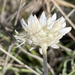 Leucochrysum albicans subsp. tricolor at Queanbeyan East, NSW - 20 Aug 2022