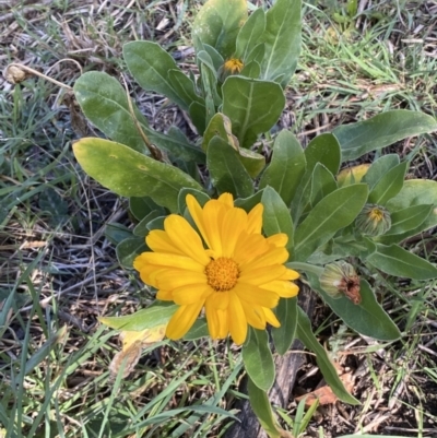 Calendula officinalis (English or Pot Marigold) at Queanbeyan, NSW - 20 Aug 2022 by Steve_Bok