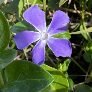 Vinca major at Queanbeyan, NSW - 20 Aug 2022