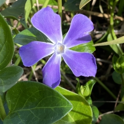 Vinca major (Blue Periwinkle) at Queanbeyan, NSW - 20 Aug 2022 by Steve_Bok