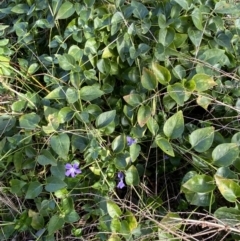 Vinca major at Queanbeyan, NSW - 20 Aug 2022