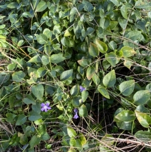 Vinca major at Queanbeyan, NSW - 20 Aug 2022