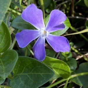 Vinca major at Queanbeyan, NSW - 20 Aug 2022