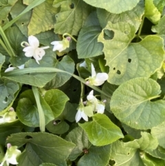 Viola odorata (Sweet Violet, Common Violet) at Queanbeyan, NSW - 20 Aug 2022 by Steve_Bok