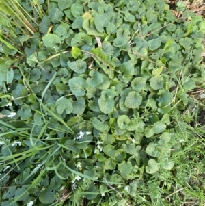 Viola odorata at Queanbeyan, NSW - 20 Aug 2022 02:17 PM