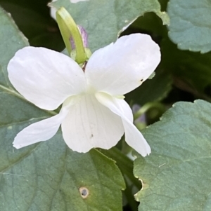 Viola odorata at Queanbeyan, NSW - 20 Aug 2022