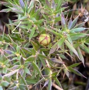 Astroloma humifusum at Queanbeyan, NSW - 20 Aug 2022