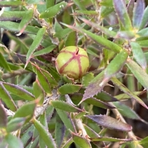 Astroloma humifusum at Queanbeyan, NSW - 20 Aug 2022