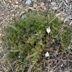 Astroloma humifusum at Queanbeyan, NSW - 20 Aug 2022