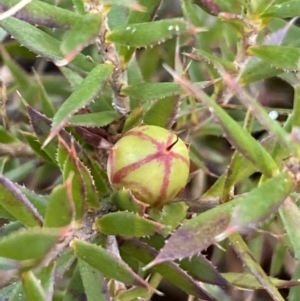 Astroloma humifusum at Queanbeyan, NSW - 20 Aug 2022