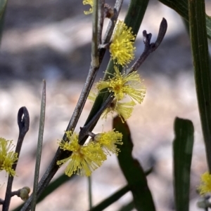 Acacia dawsonii at Queanbeyan East, NSW - 20 Aug 2022