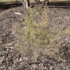 Cassinia sifton at Queanbeyan East, NSW - 20 Aug 2022