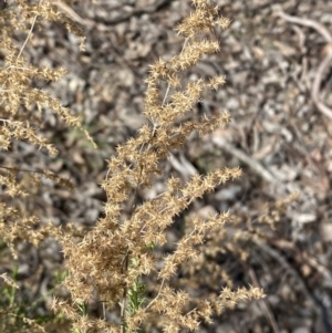 Cassinia sifton at Queanbeyan East, NSW - 20 Aug 2022