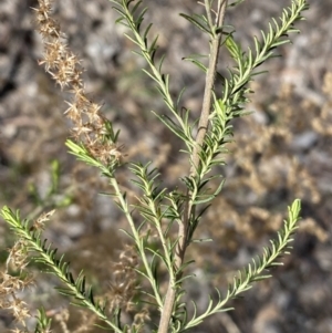 Cassinia sifton at Queanbeyan East, NSW - 20 Aug 2022