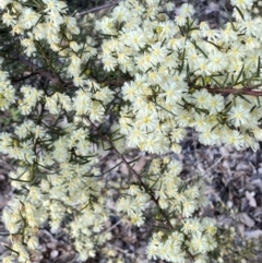 Acacia genistifolia (Early Wattle) at Queanbeyan East, NSW - 20 Aug 2022 by Steve_Bok