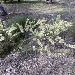 Acacia genistifolia at Queanbeyan East, NSW - 20 Aug 2022 02:07 PM