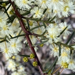 Acacia genistifolia at Queanbeyan East, NSW - 20 Aug 2022 02:07 PM