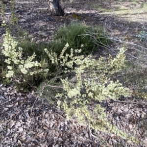 Acacia genistifolia at Queanbeyan East, NSW - 20 Aug 2022 02:07 PM