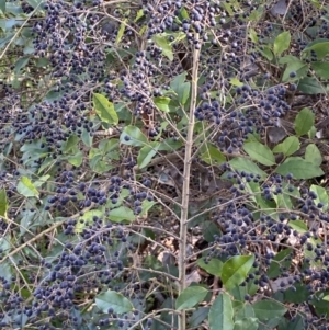 Ligustrum sinense at Queanbeyan East, NSW - 20 Aug 2022 02:04 PM